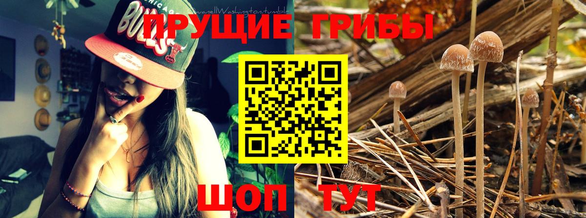 Фролово  Псилоцибиновые грибы прущие грибы  Вход с VPN 